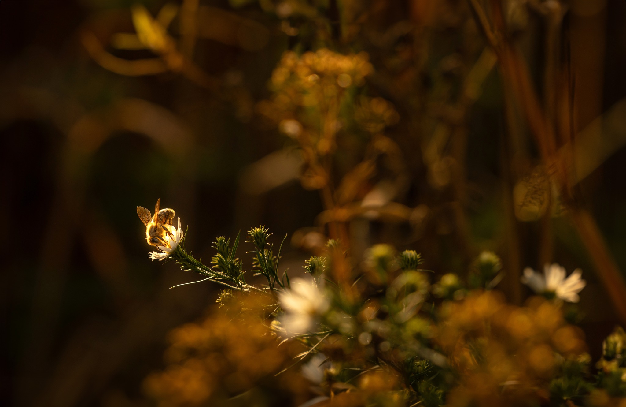 Honey bee an flowers